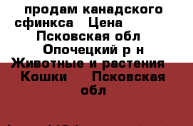 продам канадского сфинкса › Цена ­ 3 000 - Псковская обл., Опочецкий р-н Животные и растения » Кошки   . Псковская обл.